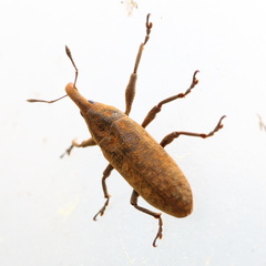 Lixus concavus