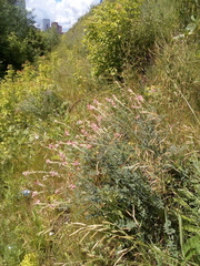 Onobrychis viciifolia