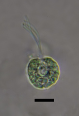 Carteria pseudoglobosa