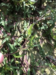 Melampodium strigosum