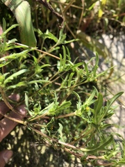 Melampodium strigosum