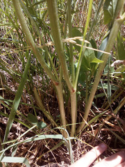 Onobrychis viciifolia