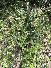 Melampodium strigosum