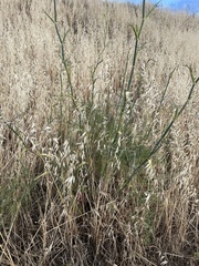 Foeniculum vulgare