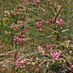 Onobrychis viciifolia