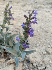 Penstemon immanifestus