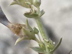 Penstemon immanifestus
