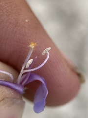 Penstemon immanifestus