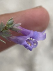 Penstemon immanifestus