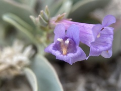 Penstemon immanifestus