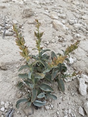 Penstemon immanifestus