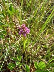Dactylorhiza incarnata