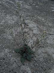 Chylismia scapoidea