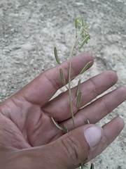 Chylismia scapoidea