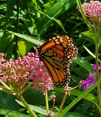 Danaus plexippus