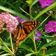 Danaus plexippus