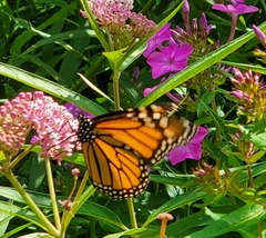 Danaus plexippus