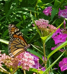 Danaus plexippus
