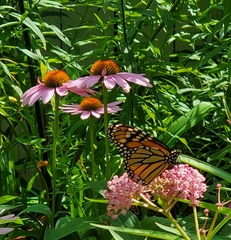 Danaus plexippus