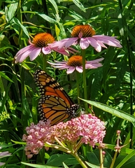 Danaus plexippus