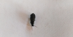 Agonum viduum
