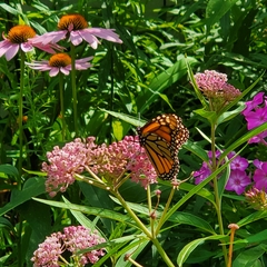 Danaus plexippus