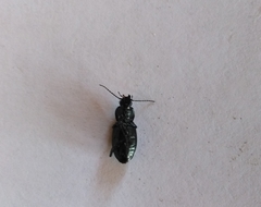 Agonum viduum