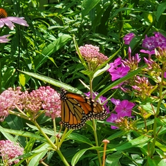 Danaus plexippus