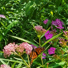 Danaus plexippus