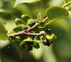 Diospyros montana