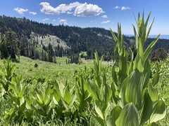 Veratrum californicum