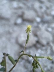 Chylismia scapoidea