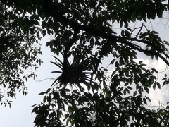 Aechmea bracteata