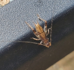 Hapithus saltator