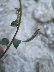 Chylismia scapoidea