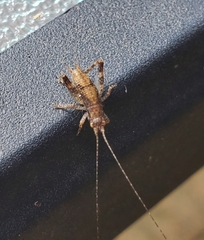 Hapithus saltator