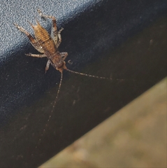 Hapithus saltator
