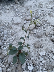 Chylismia scapoidea