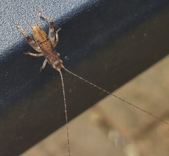 Hapithus saltator