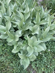 Veratrum californicum