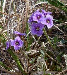 Cardamine purpurea