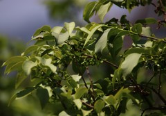 Diospyros montana