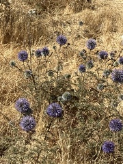 Echinops adenocaulos