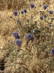 Echinops adenocaulos