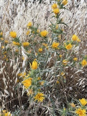 Scolymus hispanicus