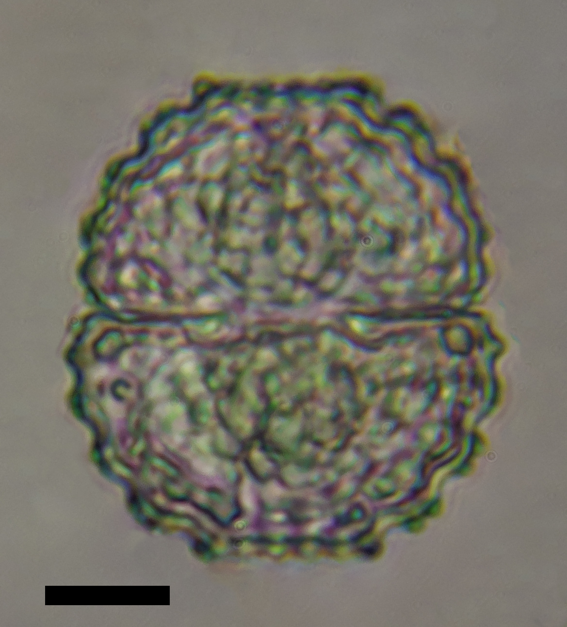 Cosmarium costatum