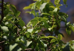 Diospyros montana