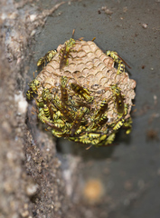 Mischocyttarus basimacula