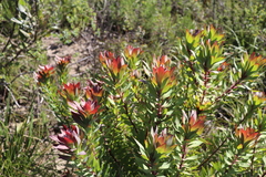 Leucadendron orientale