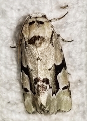 Emarginea percara